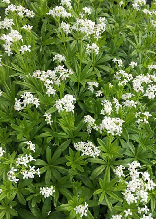 Galium odoratum 